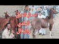 اسعار الخيل الفلس طيني والبلدي والبغال باكبر اسواق الخيل بالجمهوريه وتغطيه كامله لارضيه 