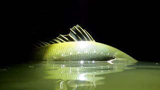 RIVER MONSTERS  Fishing Eastern Cape South Africa #bigfish #kob #garrick #leervis #shadfishing