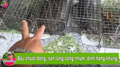 Bẫy chuột đồng, săn lùng cống nhum, dính hàng khủng | Thanh Phúc Vlogs