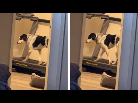 Dog Walks On Treadmill To Avoid UK Storm (CUTE DOGS)