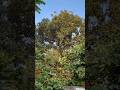 You Won't Believe This Monkey Tree🐒🌳 ആഞ്ഞിലി ചക്ക കഴിക്കാൻ വന്ന വാനര കൂട്ടം 🙉🤯