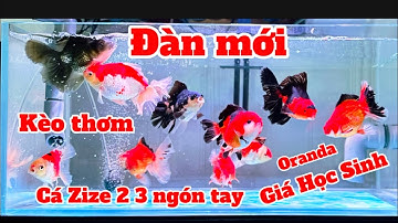 Đàn Cá Oranda Mới Về Sau 1 Ngày Đã Dạng Người - Cá Khỏe Mạnh Rất Lanh - Giá Học Sinh Sinh Viên.