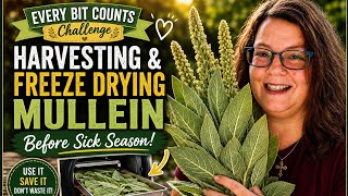 Harvesting & Freeze Drying Mullein Before Sick Season! | Every Bit Counts Challenge
