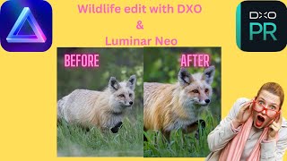 Discover Luminar Neo Editing for Wildlife Fox Photography screenshot 5