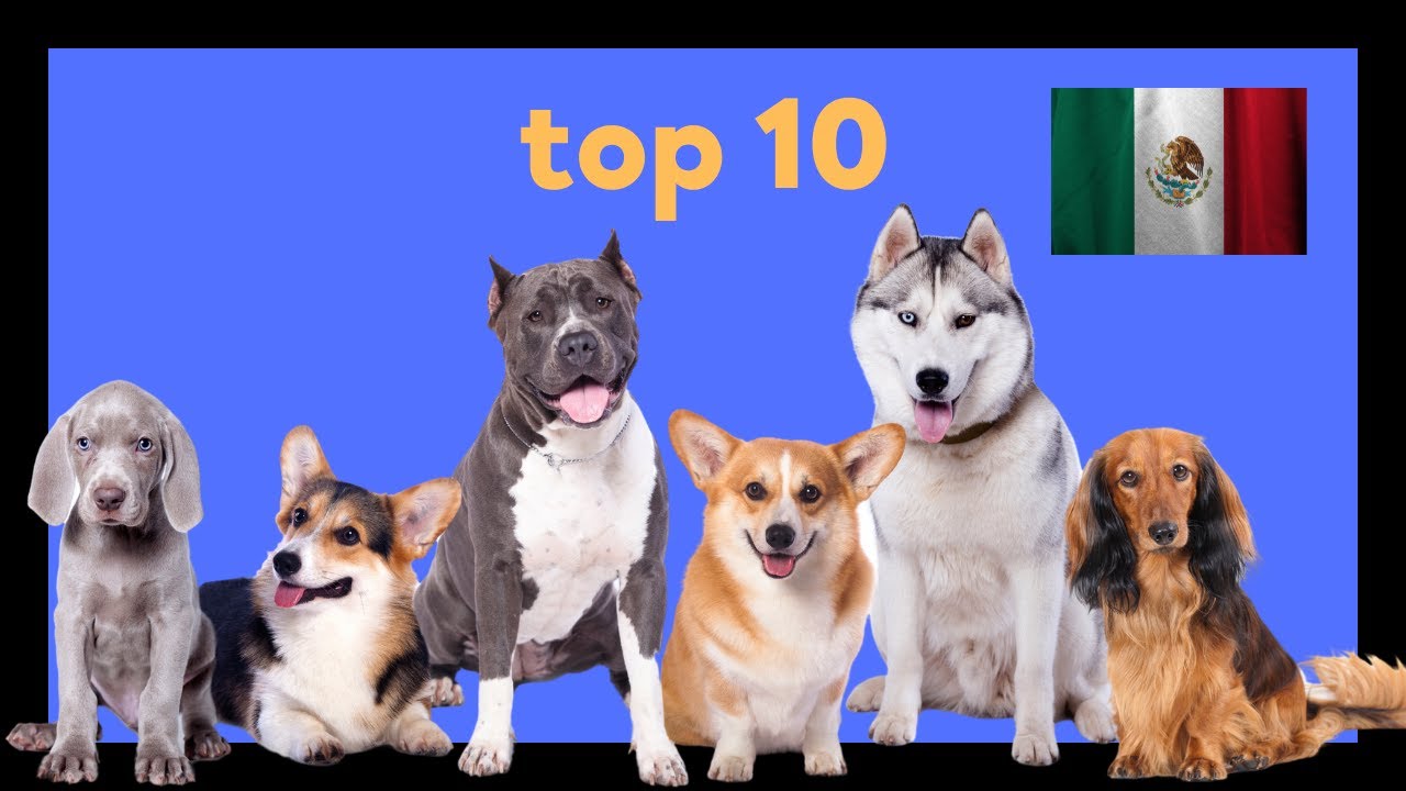 🐾 Las 10 razas de perros más comunes en México en 2023 - YouTube