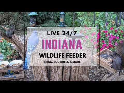 LIVE 24/7 Indiana Bird, Squirrel And Wildlife Feeder Cam