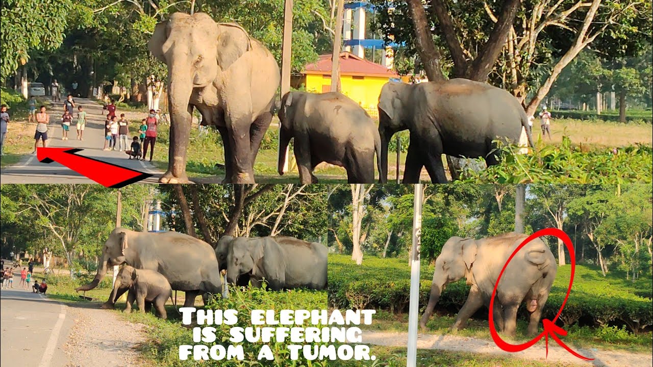 Wild Elephant Herd Crosses Road - Tumor Crisis!
