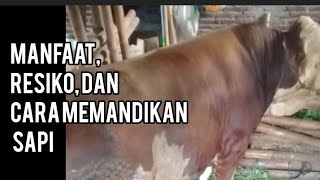 MANFAAT, RESIKO DAN CARA MEMANDIKAN SAPI