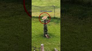 How Did He Even Get Up There?