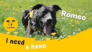 Anton the awesome Lurcher | Dogs Trust Canterbury by Dogs Trust 367 views 10 days ago 1 minute, 31 seconds