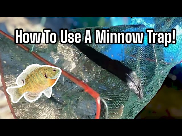 How To Catch Your OWN BAIT! (Minnow Trap Edition!) #fishing #fish