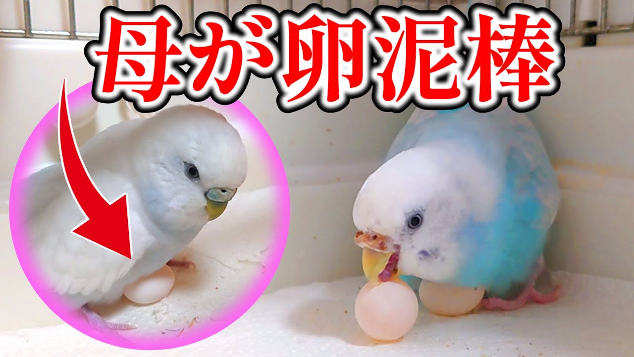 インコの母 泥棒から卵を守れ！りんちゃんが2つ目の卵を産みました - YouTube