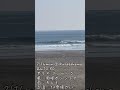 【福岡熊本サーファー波情報】2/16 mon 10:30 小倉が浜 サイズコシハラ　風微風　気温17℃暖かい春の陽気　#波情報 #小倉が浜 #小倉が浜