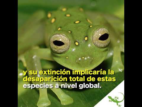 Colombia: cinco áreas protegidas pueden salvar de la extinción a muchos anfibios