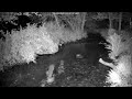 Fantastic footage of our resident Otter, four minutes of pure joy watching him chasing Trout