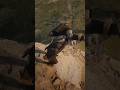 red dead redemption2|#rdr2 #shorts #shortsvideo