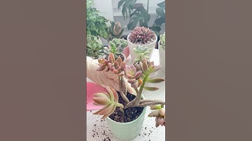 Thumbnail of REPOT THE GRAPTOSEDUM "CALIFORNIA SUNSET"