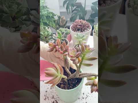 Video: Graptosedum ‘California Sunset’ – Šta je kalifornijska biljka zalaska sunca