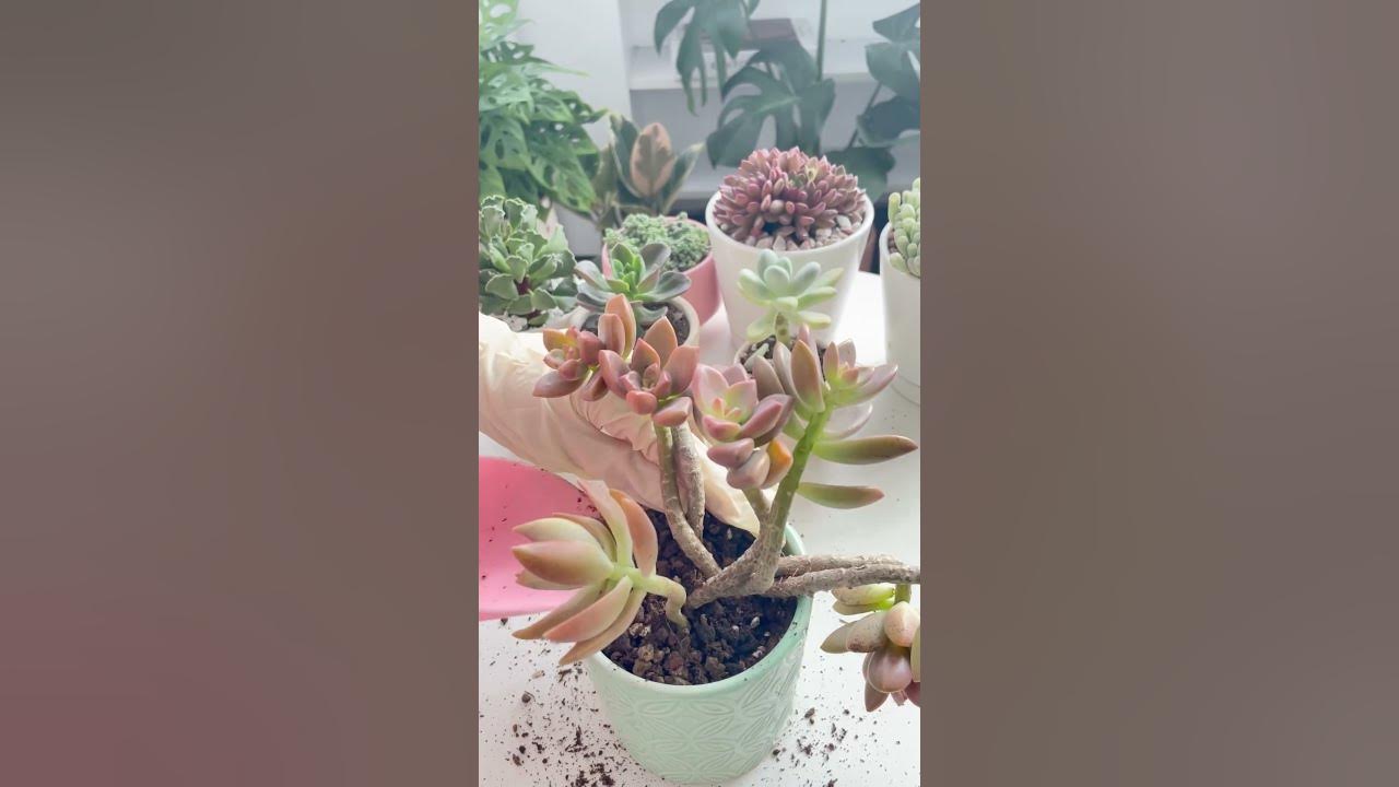 REPOT THE GRAPTOSEDUM "CALIFORNIA SUNSET"