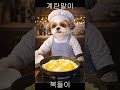 Bokdori’s Cozy Rolled Omelet 🍳 A Shih Tzu Cooking at Home 🐶