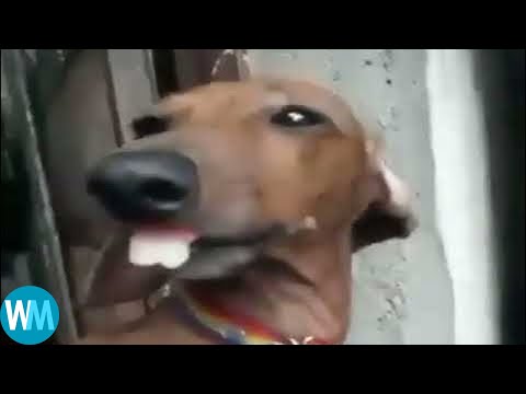 Top 5 dog