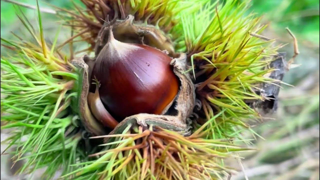 សាវម៉ាវកូរ៉េ😂| Comedy Funny Videos Part64