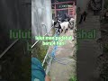 lulut men padahal baru 4 hari