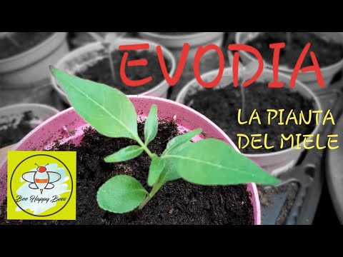 Video: Phacelia - Concime Verde, Pianta Del Miele, Decorazione Del Giardino. Foto