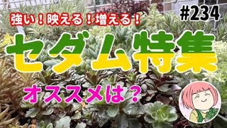 234【多肉植物】セダム特集：オススメセダムの種類は？初めてでも簡単に増やせる