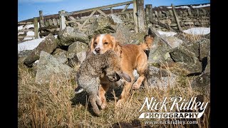 Rough Shooting For Rabbits with Spaniels