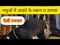 #पशुओं_को_अफारे_के_लक्षण_व_उपचार #गैस #Bloat_treatment_in_cow