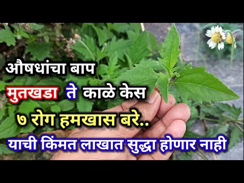 सर्व औषधांचा बाप | केस काळे ते मुतखडा ७ रोग हमखास बरे होतात, दगडी पाला फायदे,dagdi pala vanspati kol