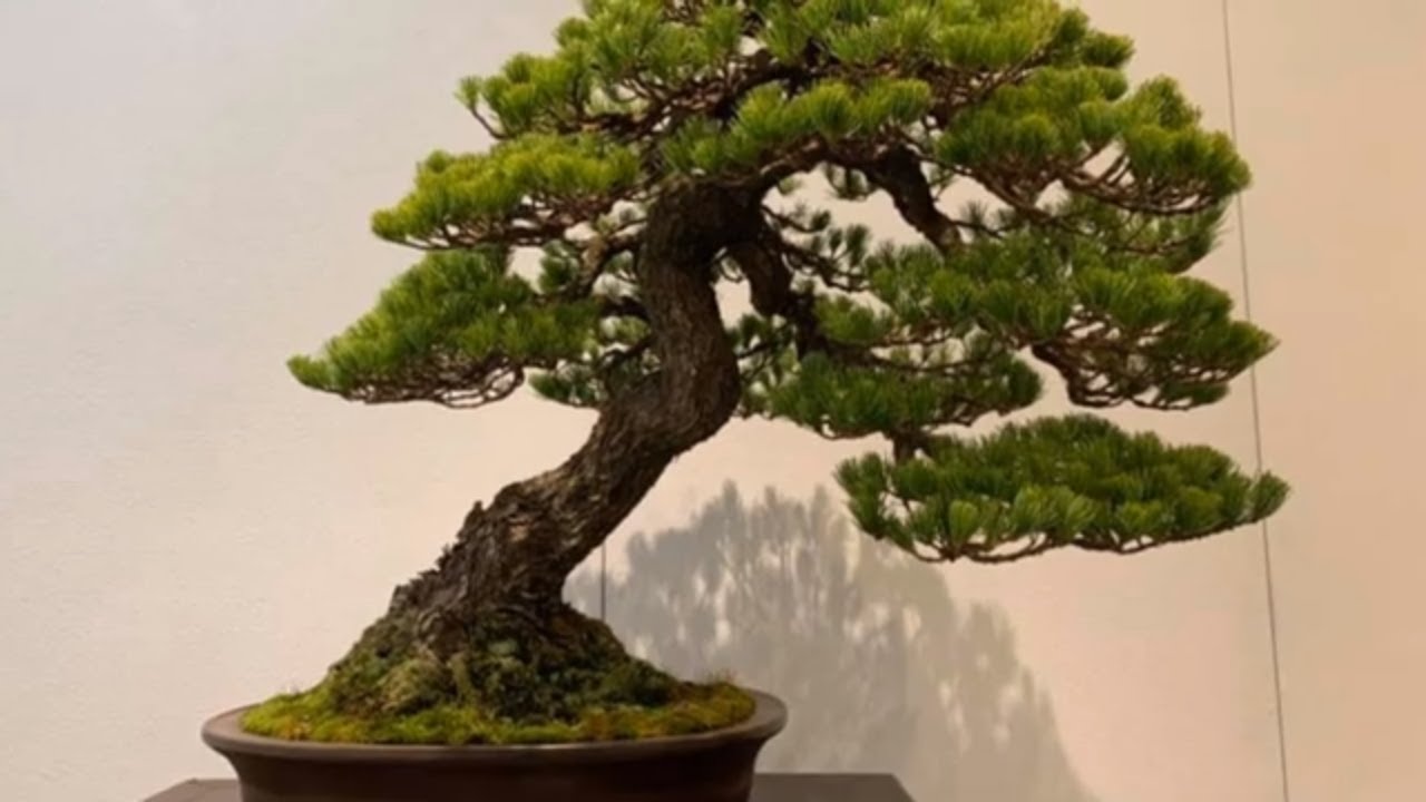 94th Kokufu bonsai Exhibition in Tokyo Metropolitan Art Museum 3 YouTube