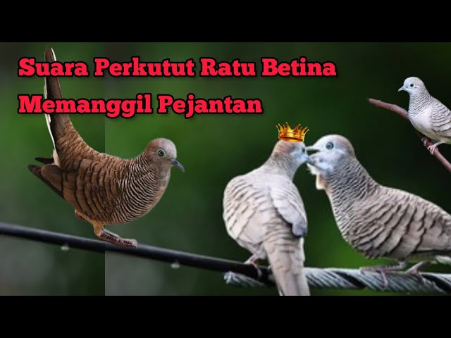 Mp3 Suara Perkutut Betina Paling AMPUH Memanggil Pejantan ‼️ class=