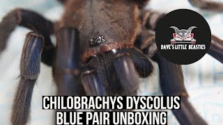 CHILOBRACHYS DYSCOLUS BLUE PAIR UNBOXING (Vietnam blue tarantula)