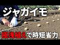 【春ジャガイモ】浴光催芽した種イモを極浅植えで定植すると収穫がとても楽なんです