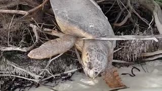 Морская черепаха😢Потеряла надежду на спасение