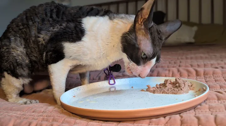 Video 10486251: cornish rex cat, cat eating food