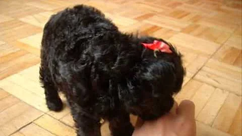 Quanto vale um poodle preto?