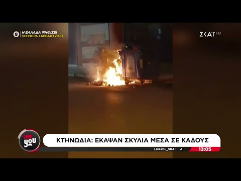 Κτηνωδία: Έκαψαν σκυλιά μέσα σε κάδους | Live You | 23/01/2025