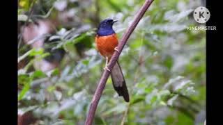 masteran murai batu jedah.