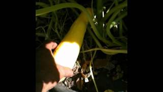 Harvest 2nd tier