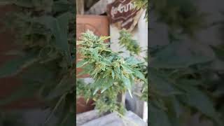 Gorilla Zkittlez : Barney's Farm