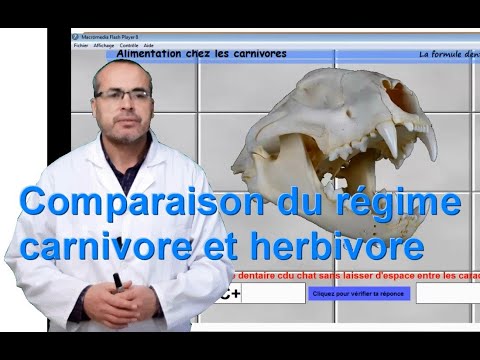 Vidéo: Différence Entre Le Canal Alimentaire Des Herbivores Et Des Carnivores