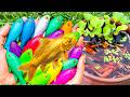 Catch Cutie Aquarium Fish in a Small Pond baby turtles, eels, koi, pencil fish, molly fish,tadpoles.