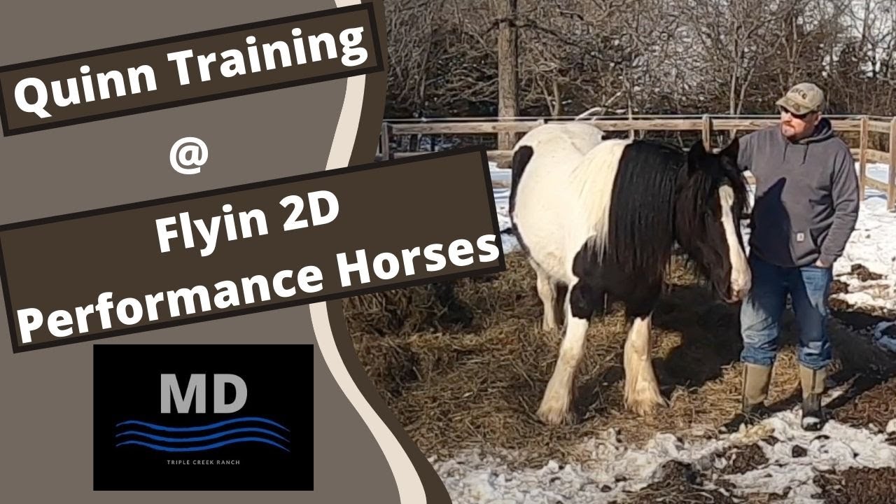 gypsy-mare-quinn-30-day-horse-training-youtube