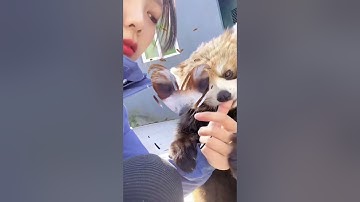 The Ultimate Compilation of the Cutest Red Panda Ever!