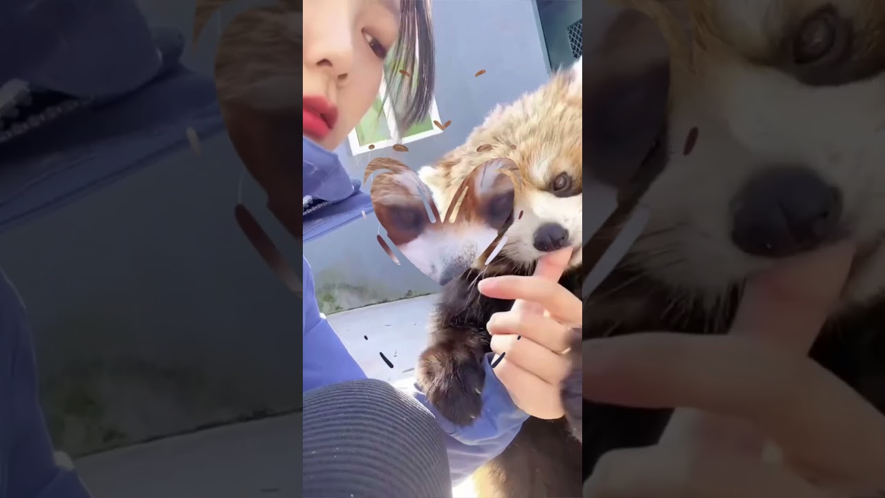 The Ultimate Compilation of the Cutest Red Panda Ever!