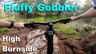Fluffy Gobbler - High Burnside Aviemore 2024