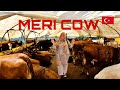 Bakra Mandi in Turkey 🇹🇷 | My Father is Selling Cow 🐄 | Price of Goat 🐐| Eid UL Adha